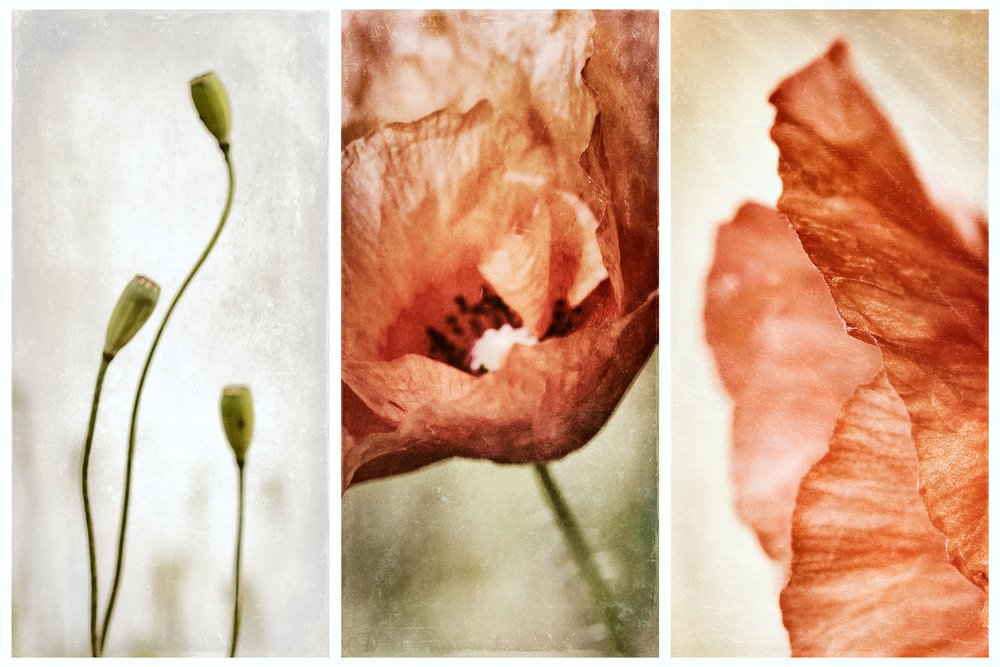 Earthy Poppy Triptych by Gustav Davidsson