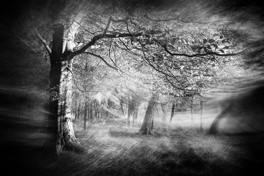 Ethereal Forest Light by Gustav Davidsson