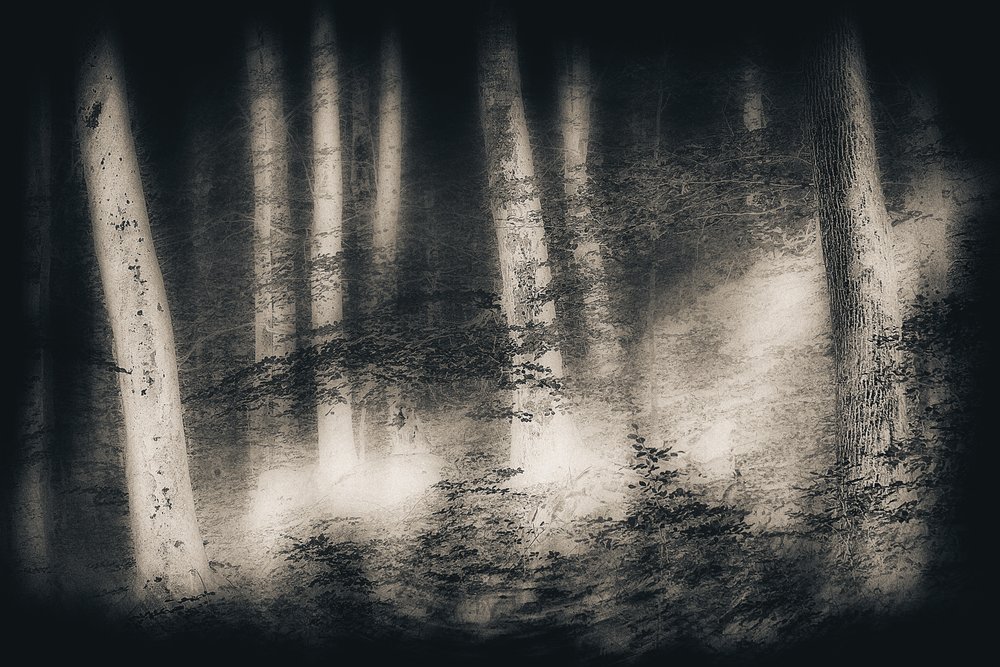 Misty Forest Dream by Gustav Davidsson