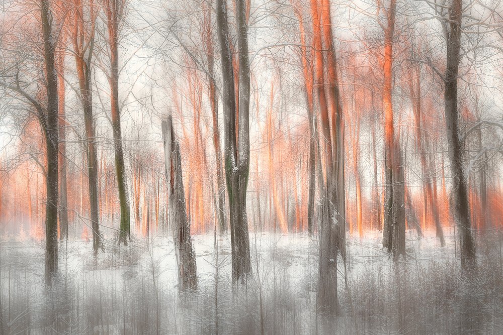 Orange Forest Glow by Gustav Davidsson