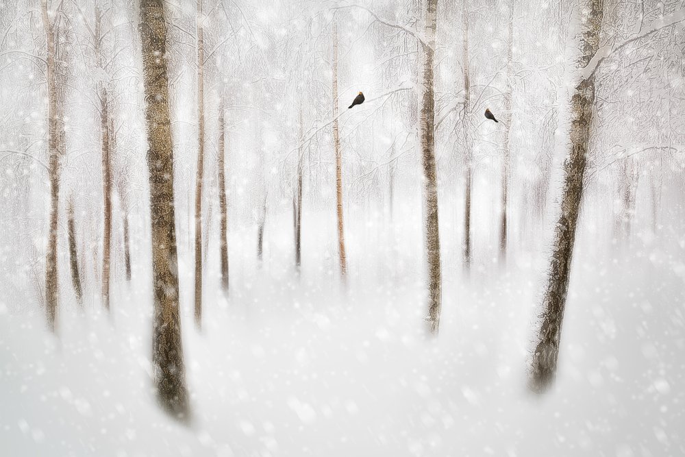Serene Winter Forest by Gustav Davidsson