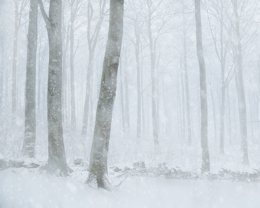 Winter Snowfall Forest by Gustav Davidsson