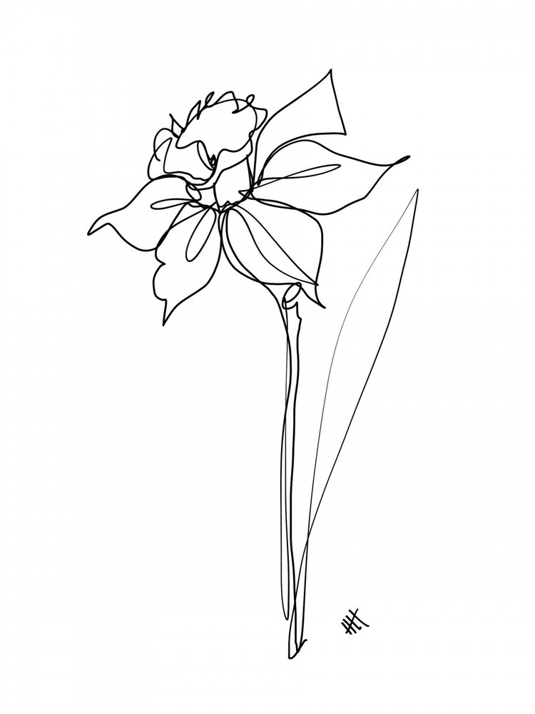 Elegant Daffodil Line Drawing by Hanna Lee Tidd