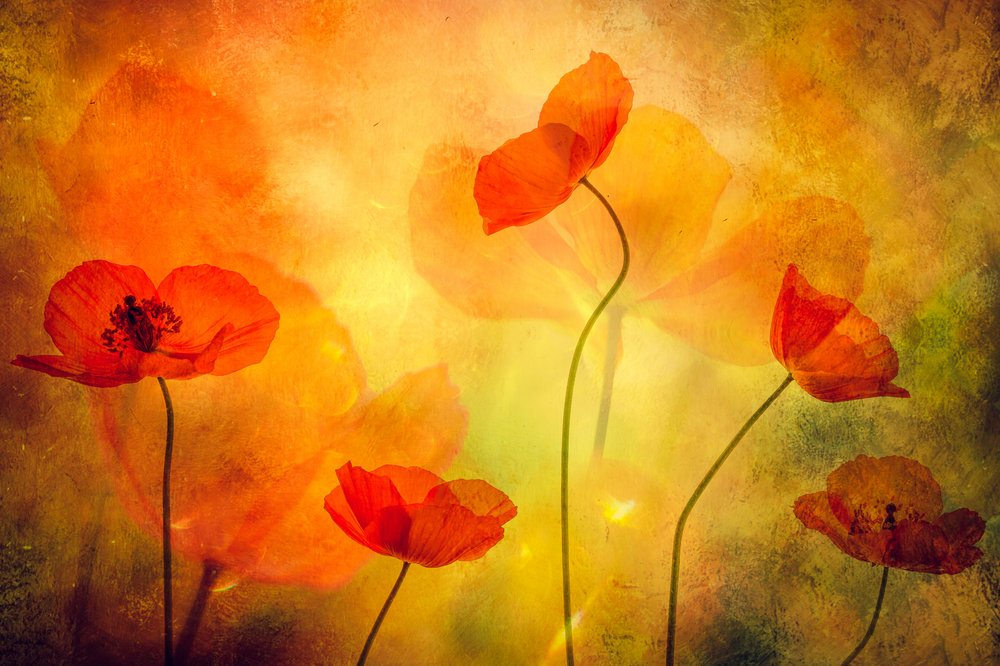 Glowing Poppies Dream by Hilda van der Lee