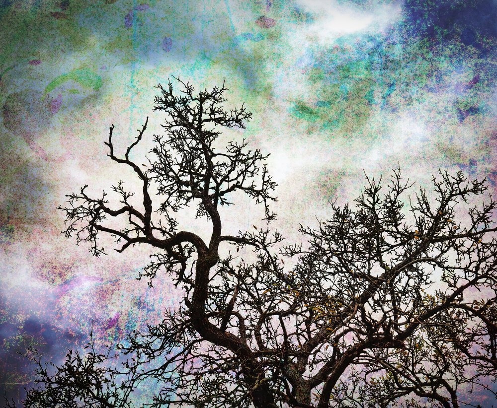 Abstract Sky Trees by Ida Publishing