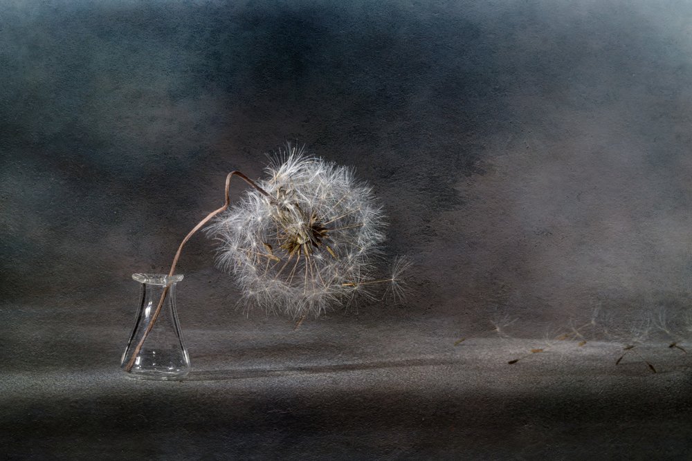Drifting Dandelion Seeds by Igor Kopcev