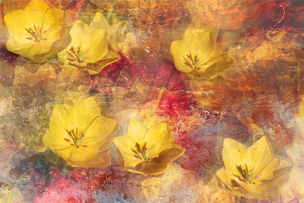 Textured Yellow Tulips by Igor Kopcev