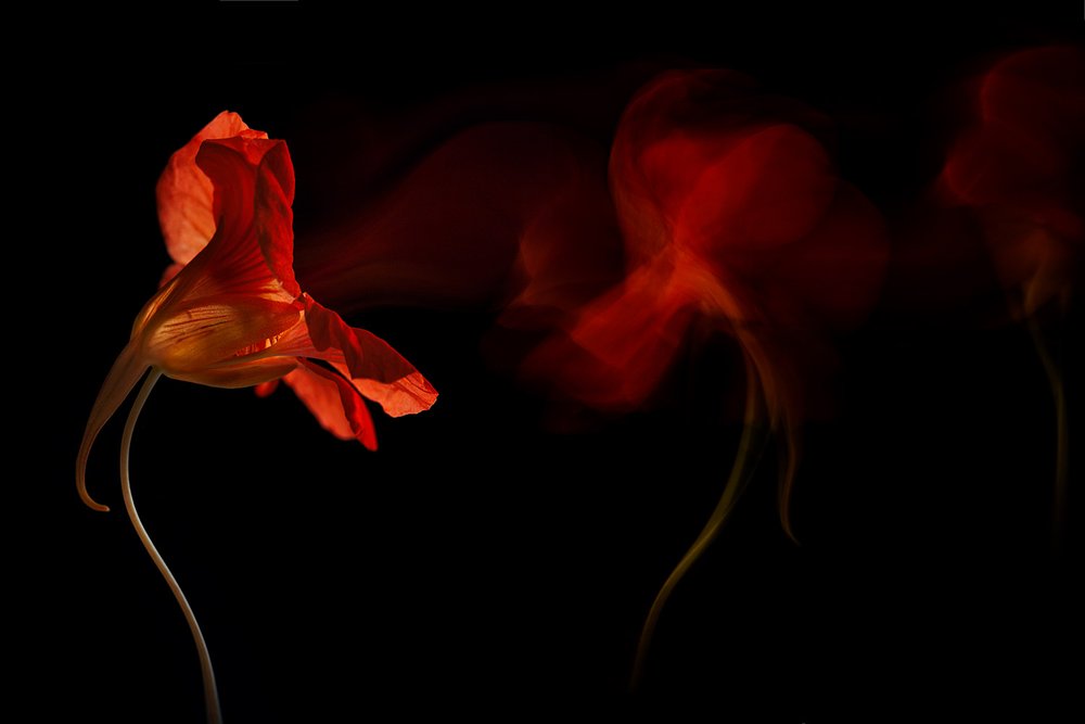 Vibrant Floral Flow by Inna Karpova