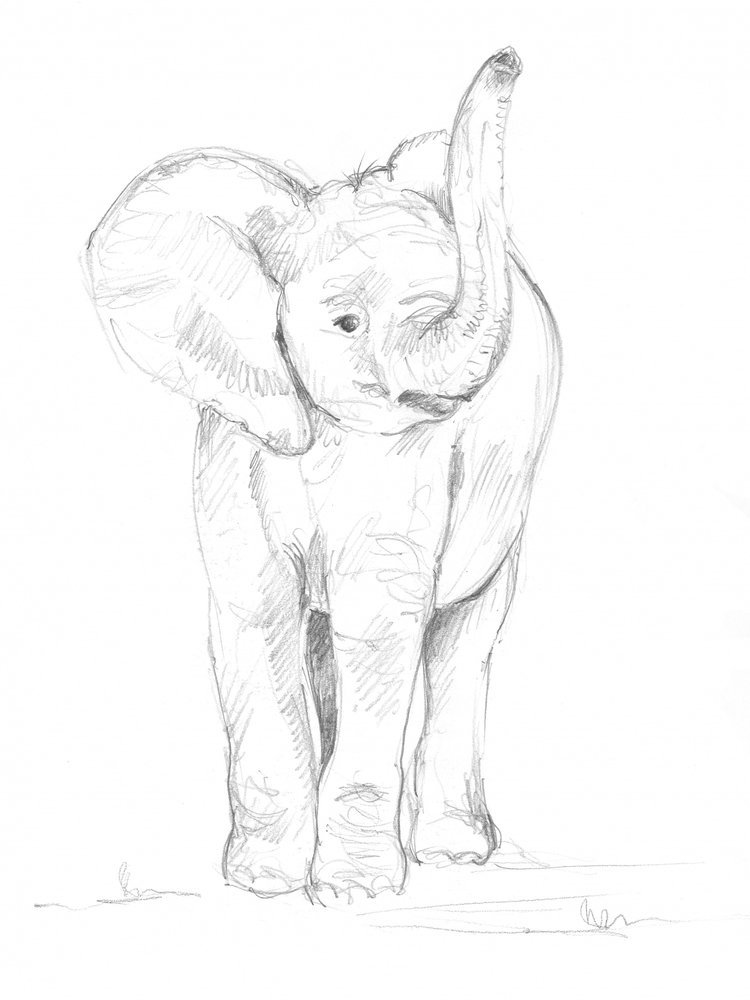 Baby Elephant 02 by Isabelle Brent