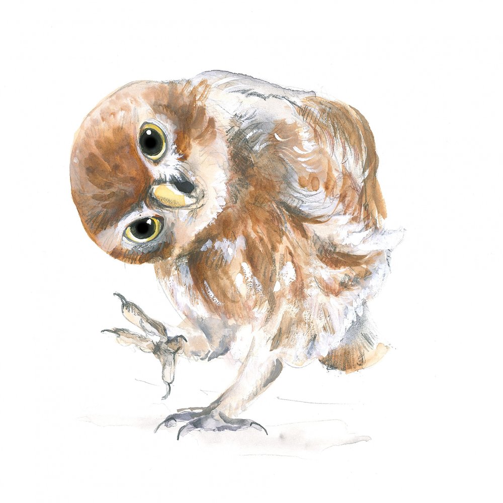 Curious Owl by Isabelle Brent