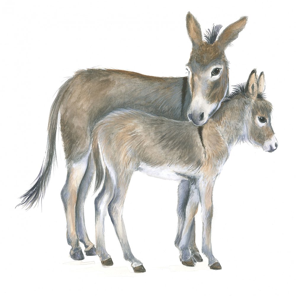 Donkey and Foal by Isabelle Brent