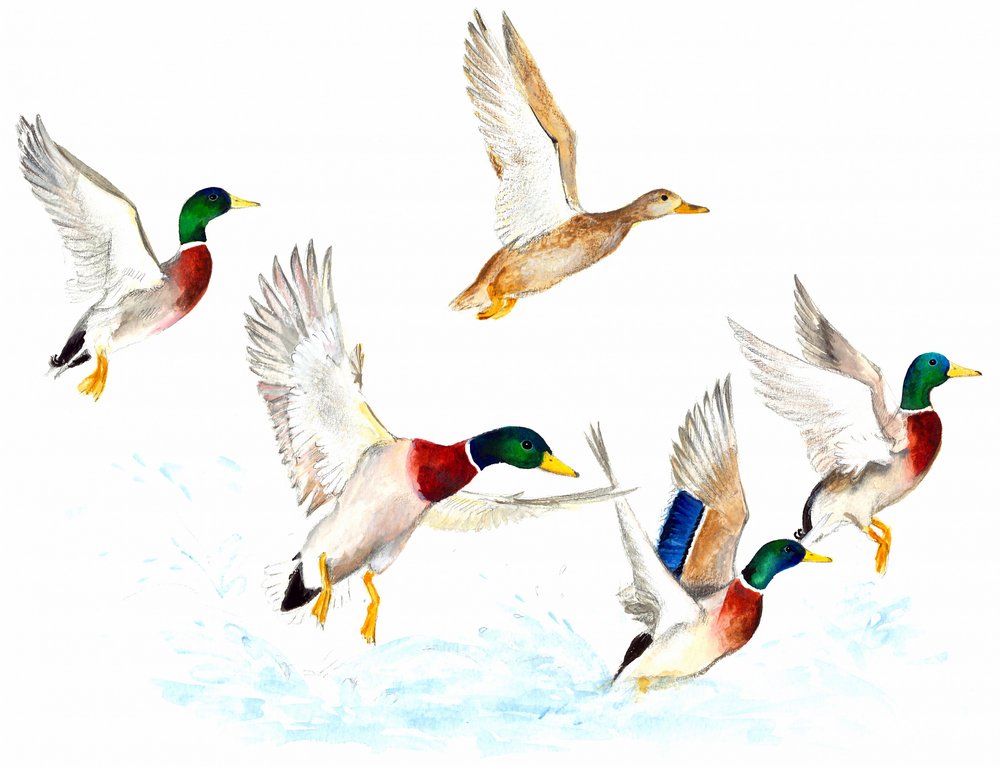 Ducks in Flight by Isabelle Brent