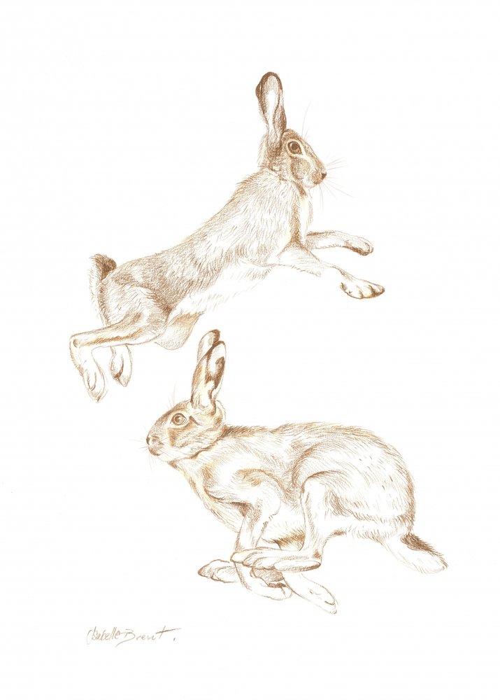 Dynamic Hares Sketch by Isabelle Brent