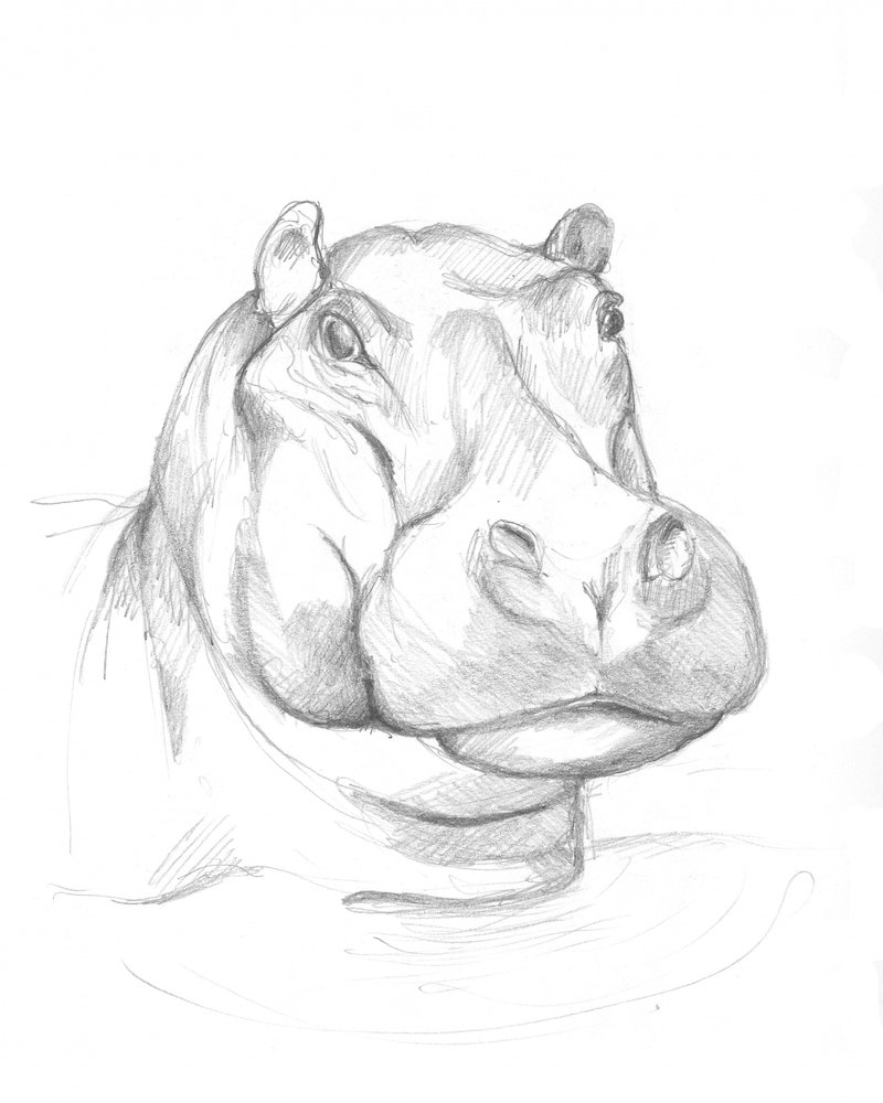 Hippopotamus 02 by Isabelle Brent
