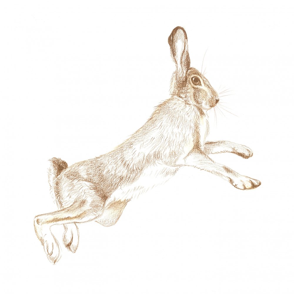 Leaping Hare Sketch by Isabelle Brent