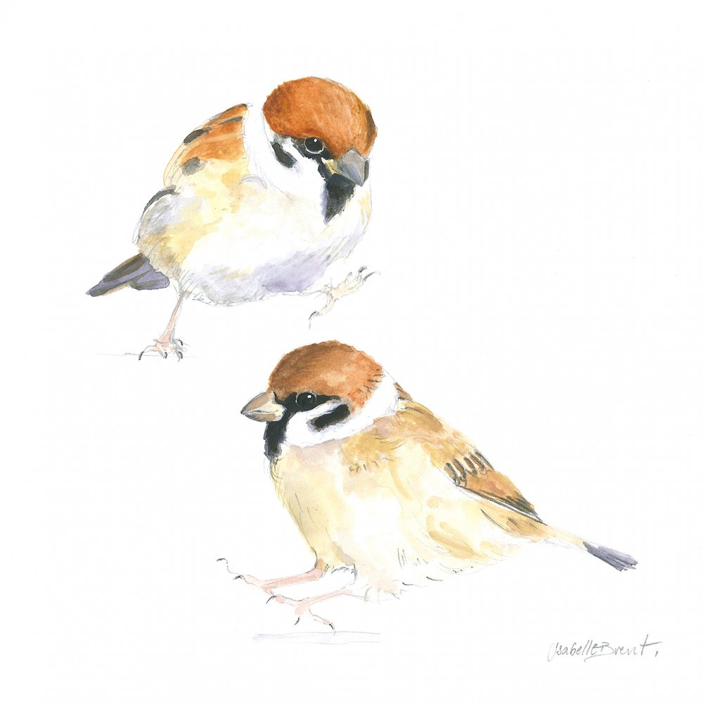 Little Sparrows by Isabelle Brent