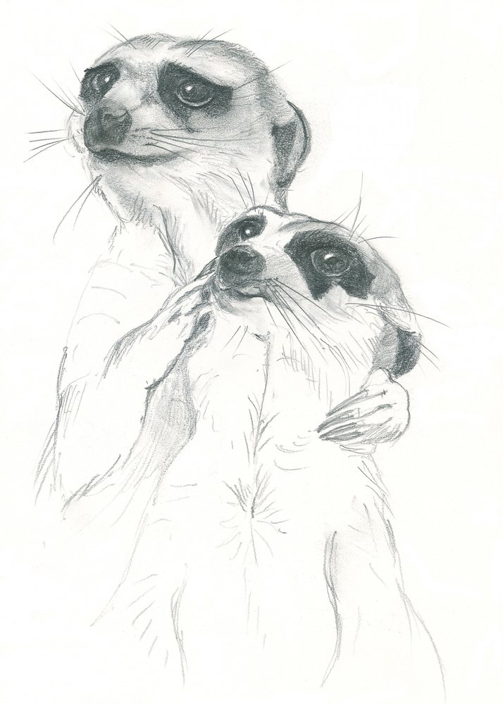 Meerkats Drawing by Isabelle Brent