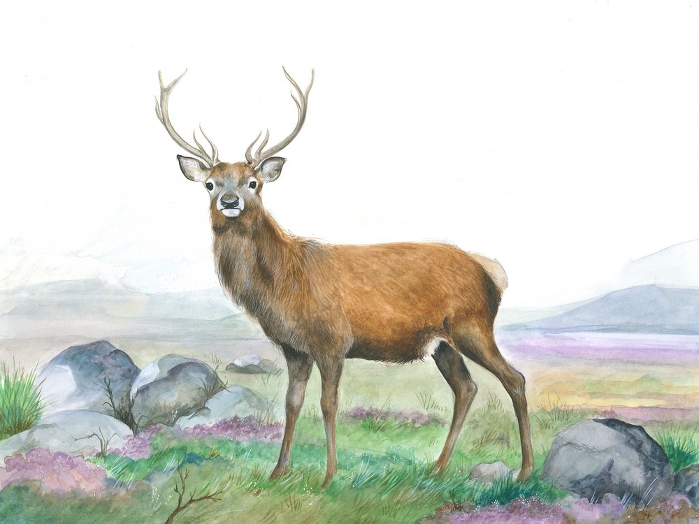 Moreland Stag by Isabelle Brent