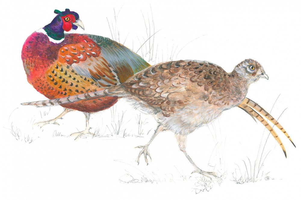 Pheasant Pair Stroll by Isabelle Brent