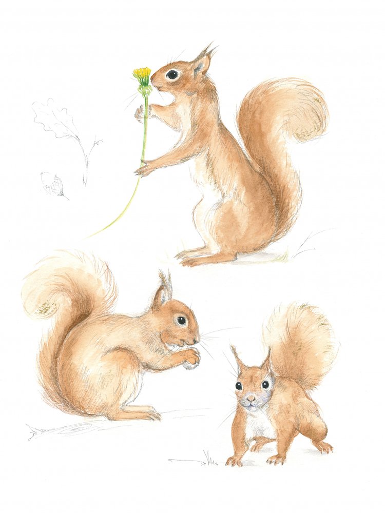 Playful Squirrels by Isabelle Brent