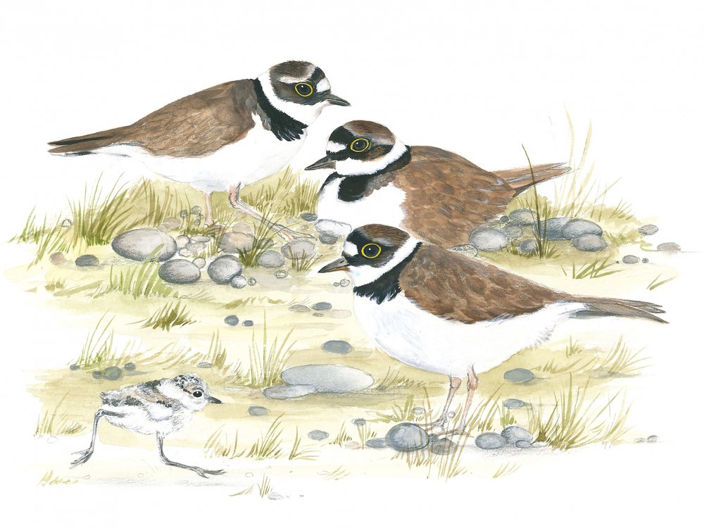 Plovers by Isabelle Brent