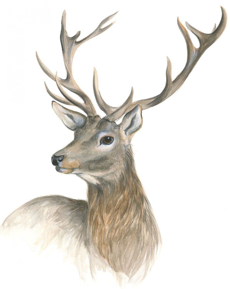 Regal Stag Portrait by Isabelle Brent