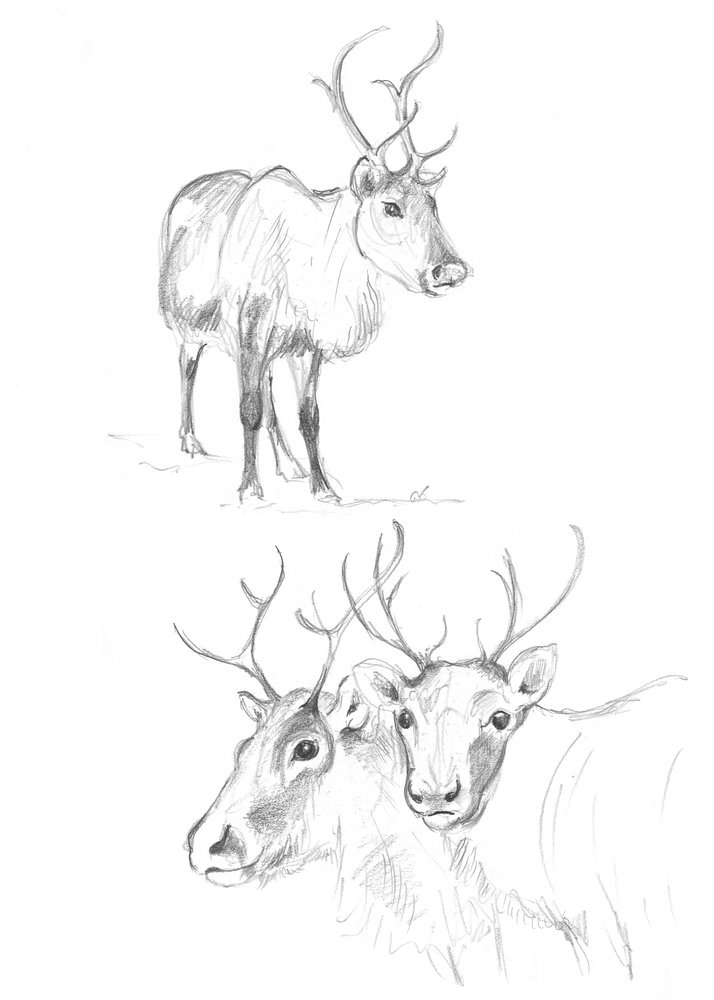Reindeer Studies by Isabelle Brent