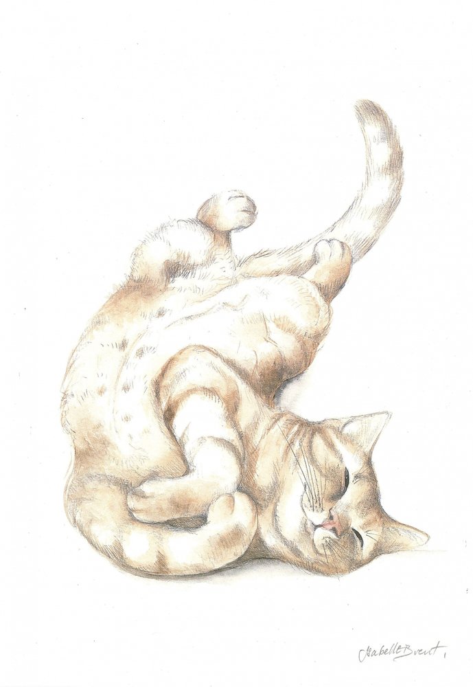 Relaxed Cat by Isabelle Brent