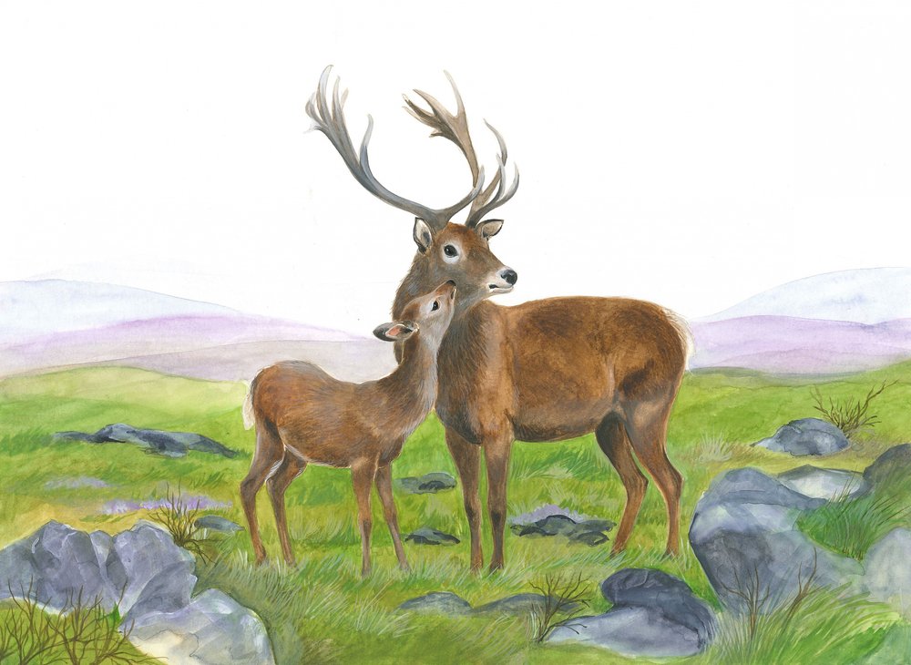 Stag and Young Hind by Isabelle Brent