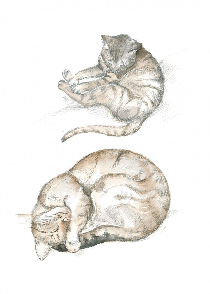 Two Cat Studies by Isabelle Brent