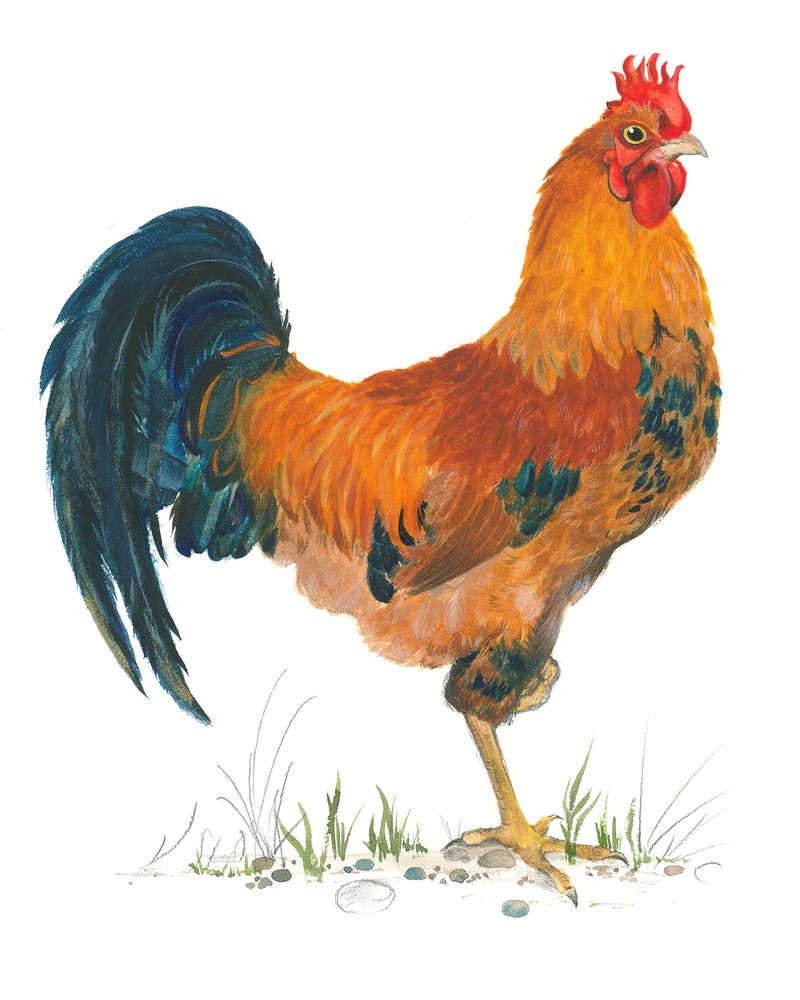 Vibrant Rooster Scene by Isabelle Brent