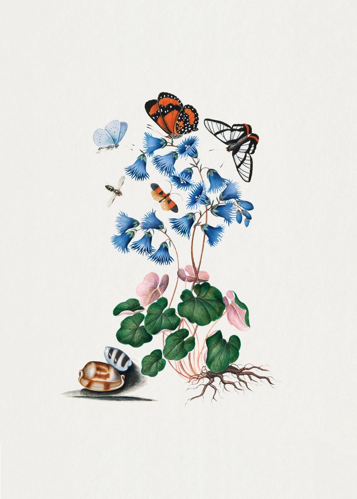 Soldanella by James Bolton