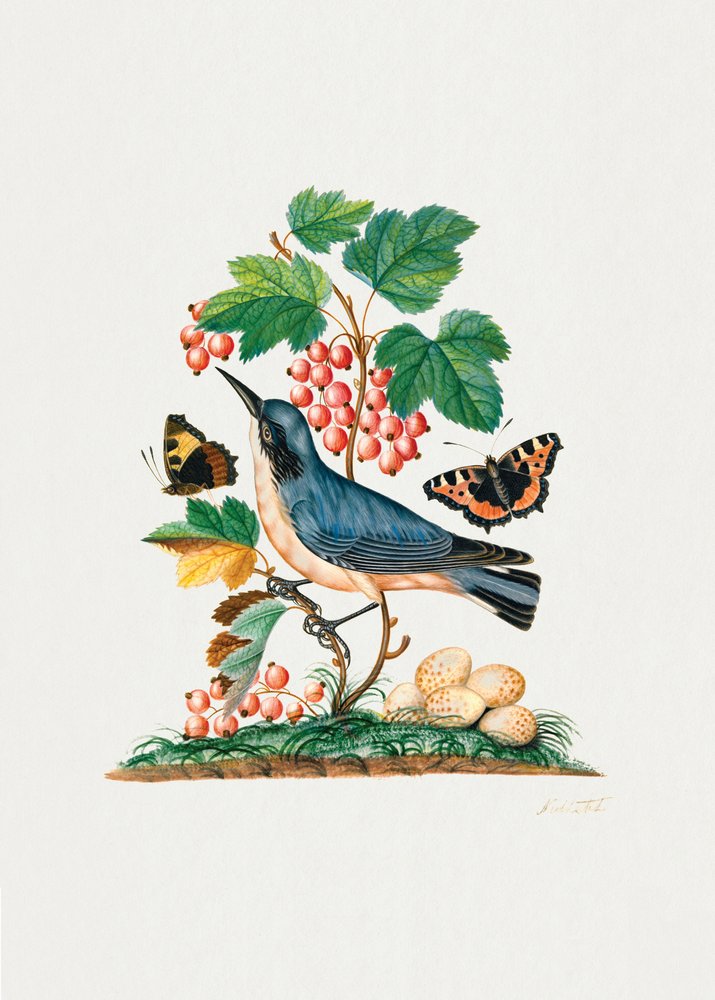 Subalpine Warbler by James Bolton