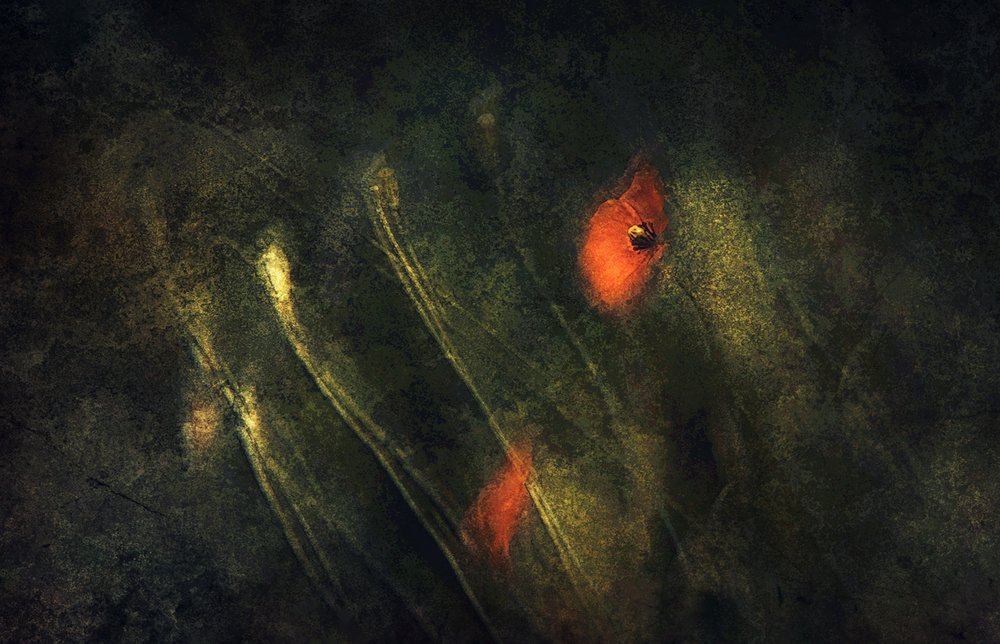 Abstract Red Poppies by Jan van der Linden