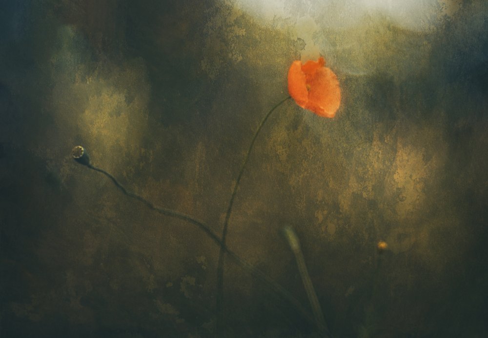 Dreamy Red Poppy by Jan van der Linden