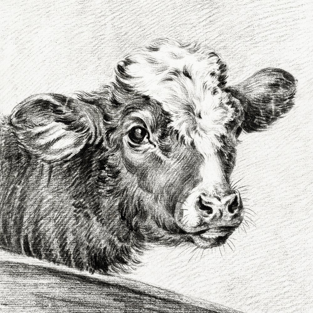 Head of a Cow by Jean Bernard