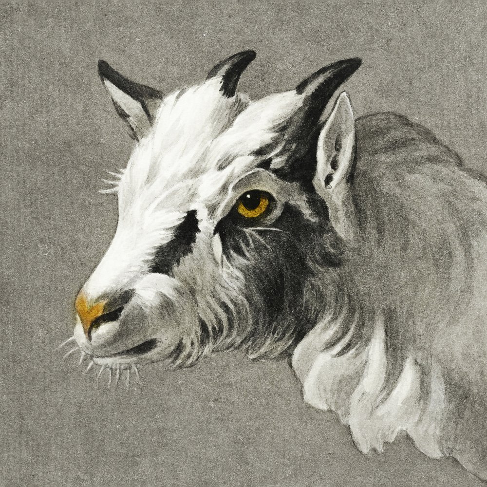 Head of a Goat by Jean Bernard