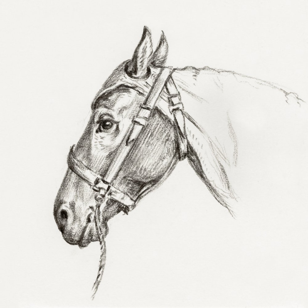 Head of a Horse by Jean Bernard