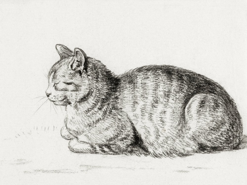 Lying Cat by Jean Bernard