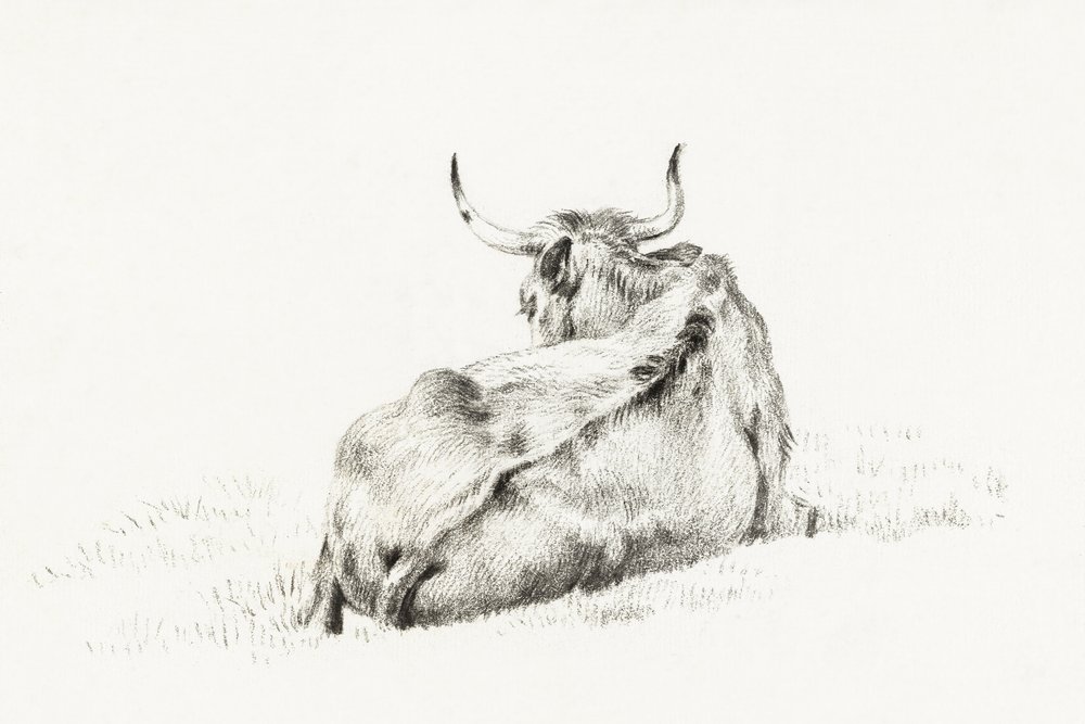 Lying Cow by Jean Bernard