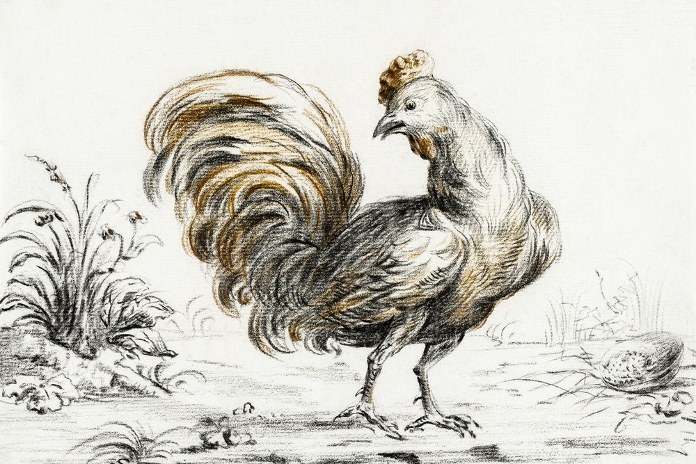 Rooster by Jean Bernard