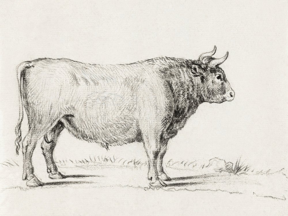 Standing Bull by Jean Bernard
