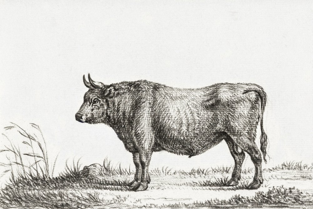 Standing Bull by Jean Bernard
