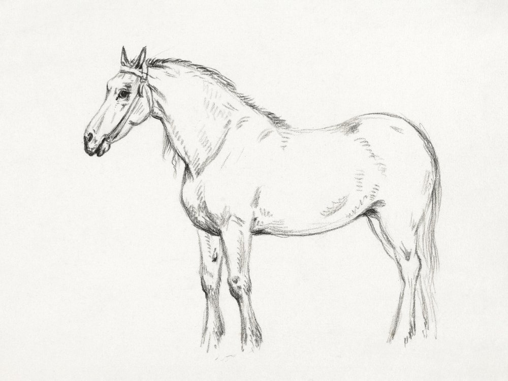Standing Horse by Jean Bernard