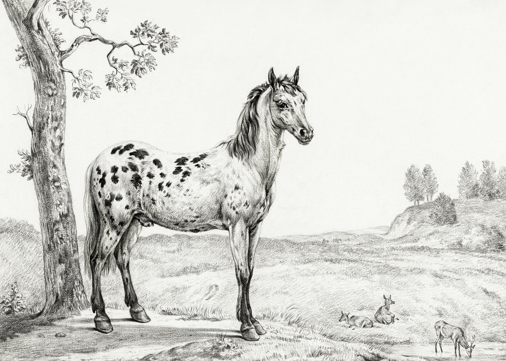 Standing Mottled Horse by Jean Bernard
