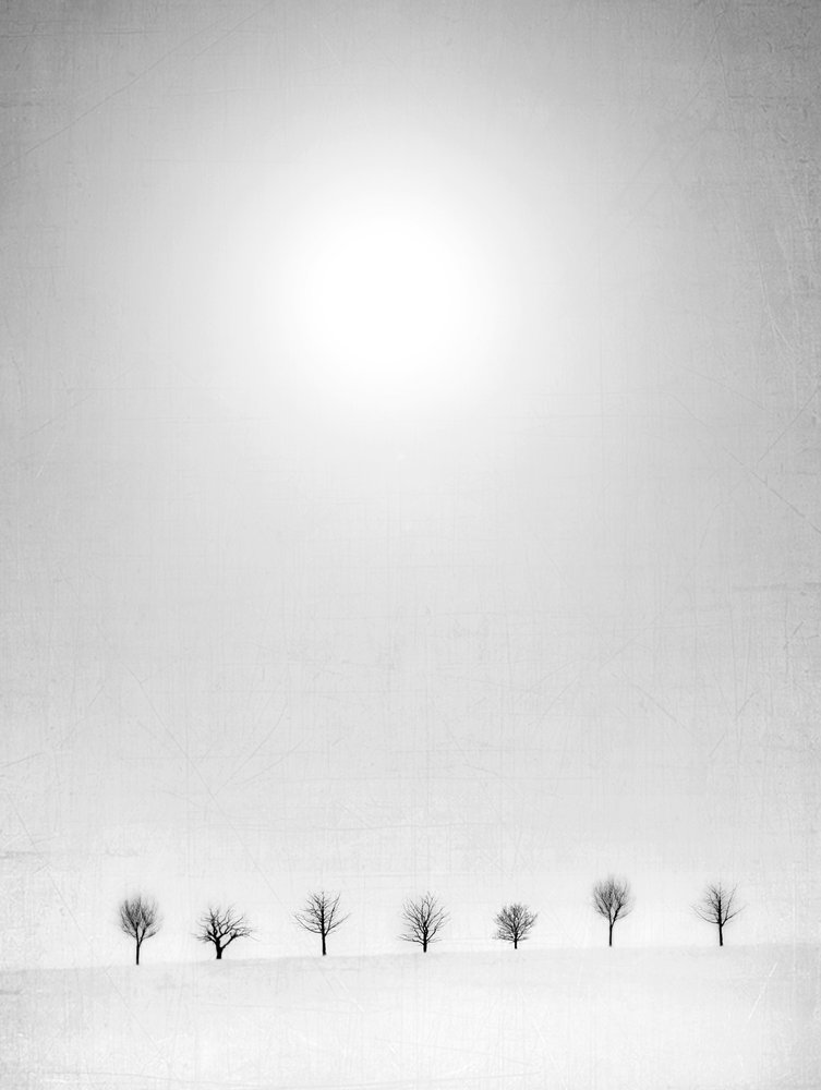 Bare Trees White Snow by Jeffrey Hummel