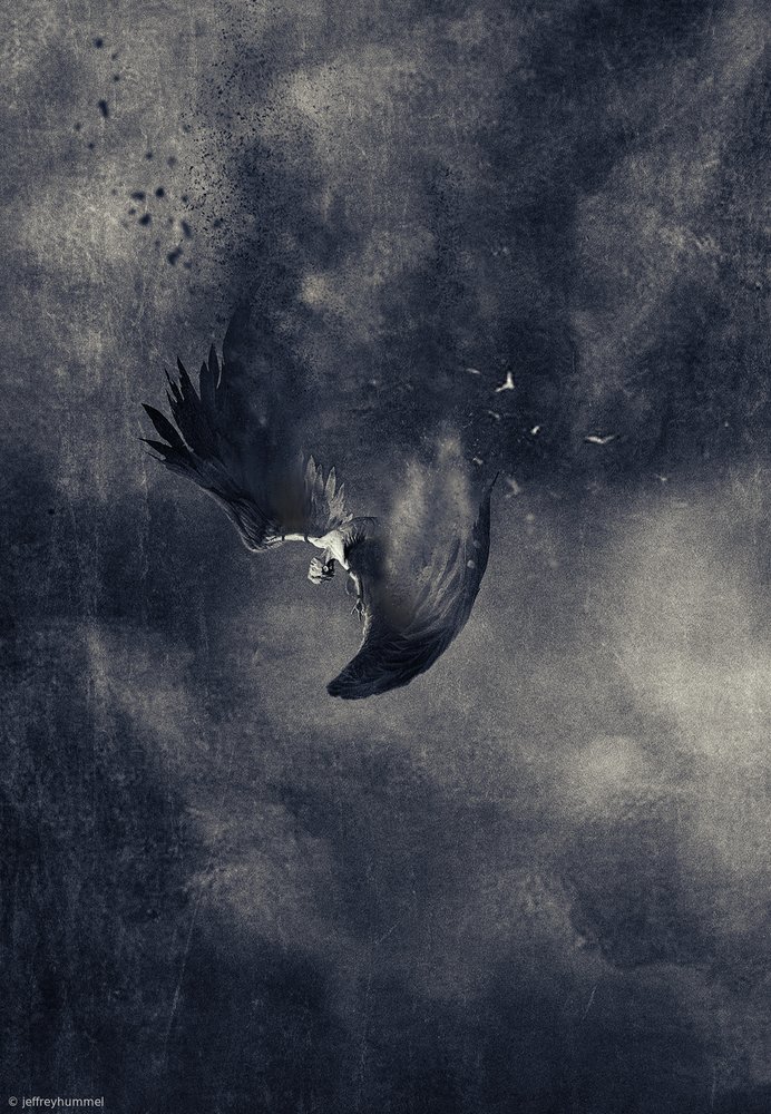 Falling Dark Bird by Jeffrey Hummel