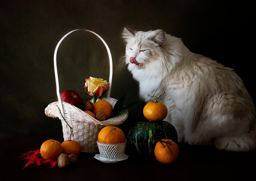 Autumn Fruit Still Life with Cat by Jie Fischer