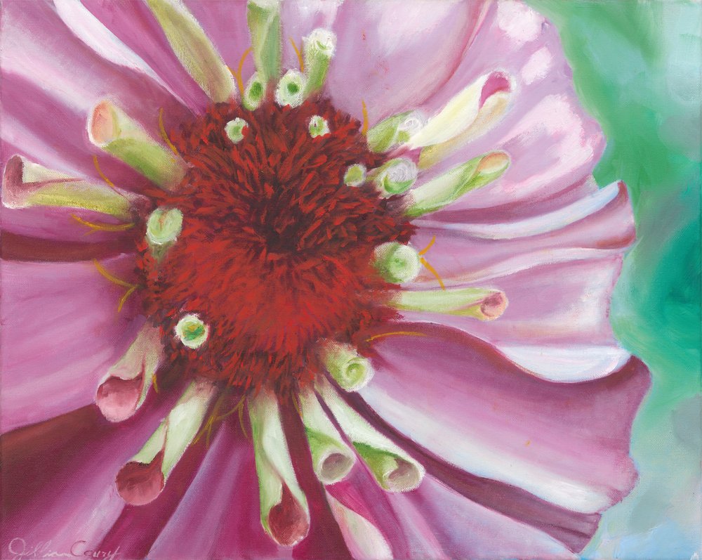 Vibrant Zinnia Bloom by Jillian Claire