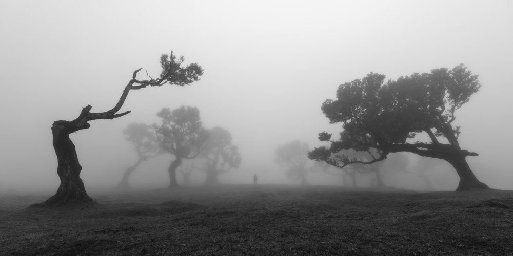 Gnarled Trees In Mist by Jochen Bongaerts